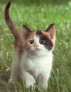 Happy Cat