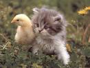 Silly Cat
