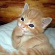 Cute Cat