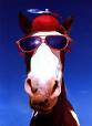 Silly Horse