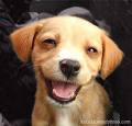 Happy Dog