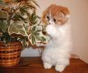 Hungry Cat