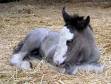 Sleepy Horse