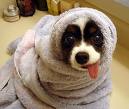 Silly Dog