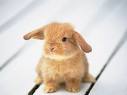 Happy Rabbit