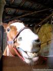 Happy Horse