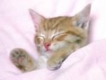 Sleepy Cat