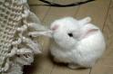 Hungry Rabbit