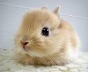 Silly Rabbit
