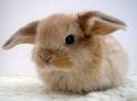 Cute Rabbit