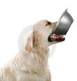 Hungry Dog