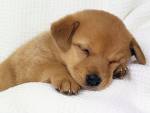 Sleepy Dog
