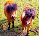 Cute Horse
