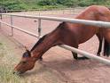 Hungry Horse