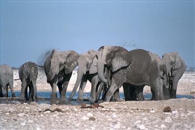 Safari in Kenya