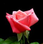 pembe gül