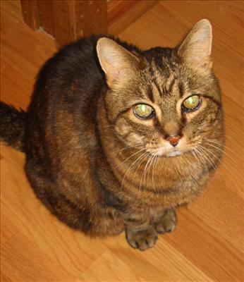 Tabby Cat