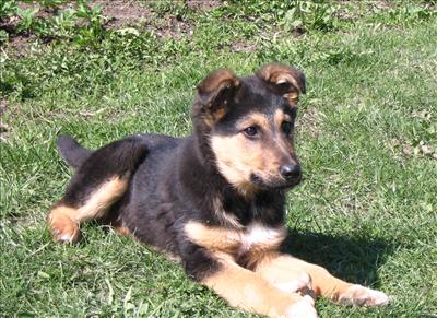 German Sheperd