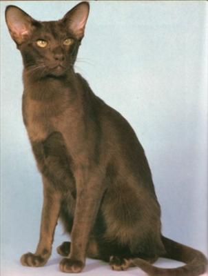Brown Cat