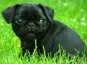 Pug