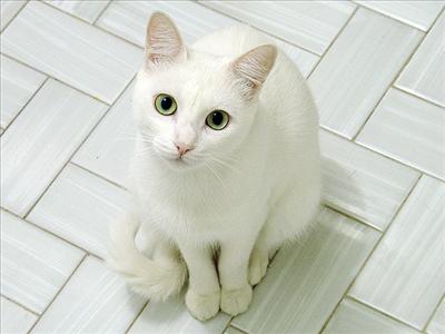 White Cat