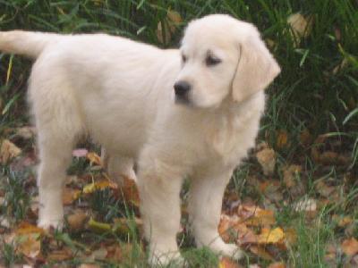 Golden Retriever