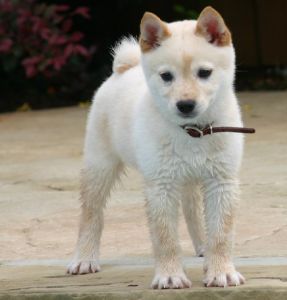 Shiba Inu