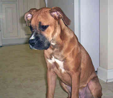 Boxer