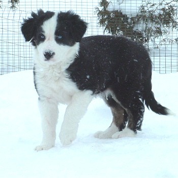 Border Collie