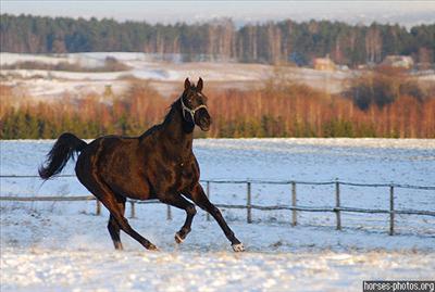Black Horse