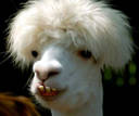 Funky lama