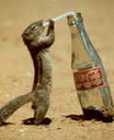 Cola loving squirrel