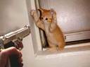 Gun to cat