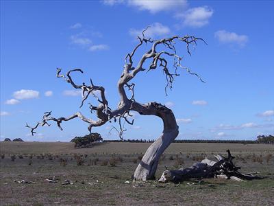 tree