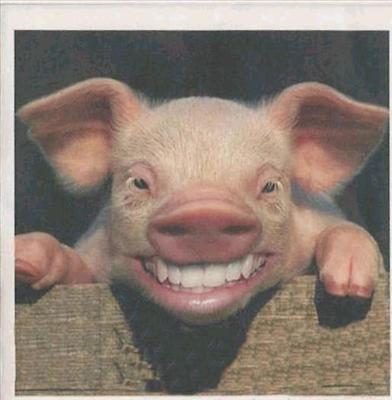 pig