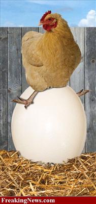 egg