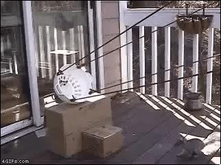 kitty catapult