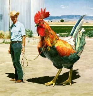 Gallo con cresta