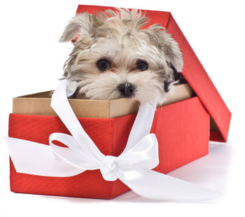 Puppy Pet