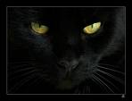 Gatto nero
