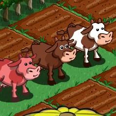 cow