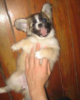 PUPPY TICKLES