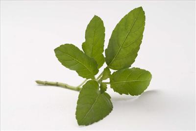 Tulsi