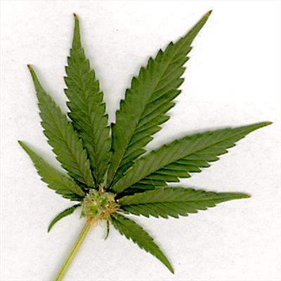 Indica seeds