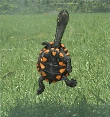 Longneck turtle