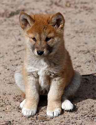 DIngo cub