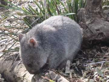 Wombat