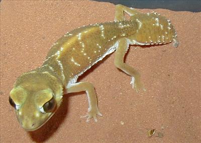 Gecko