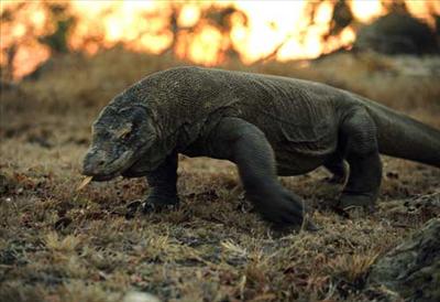 Komodo dragon