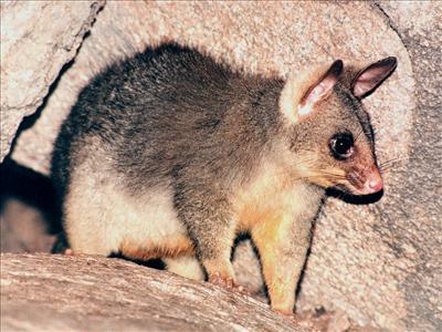 Brushtail possum
